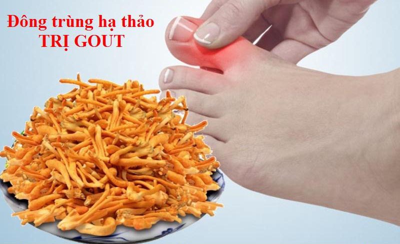 4+ Tác Dụng Không Ngờ Của Đông Trùng Hạ Thảo Với Bệnh Gout