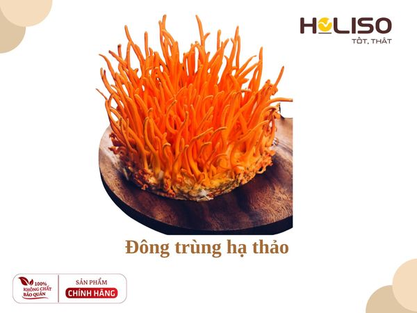 Đông trùng hạ thảo Holiso